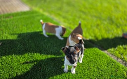 Jack Russell dogs for sale: Excellent pure bred working mini Jack Russell pups - Image 12