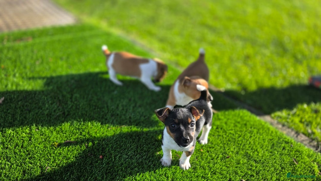 Jack Russell dogs for sale: Excellent pure bred working mini Jack Russell pups - Image 12