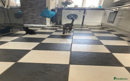 Mixed Breed cats for sale:  Beautiful Female cat - Image 4