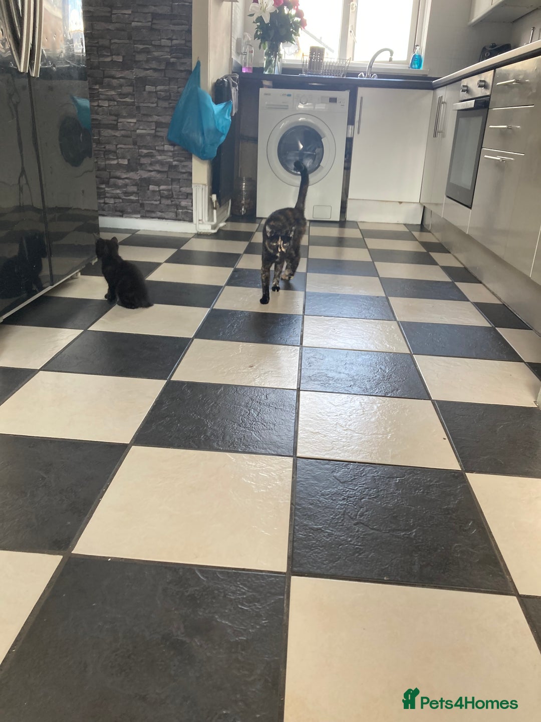 Mixed Breed cats for sale:  Beautiful Female cat - Image 4