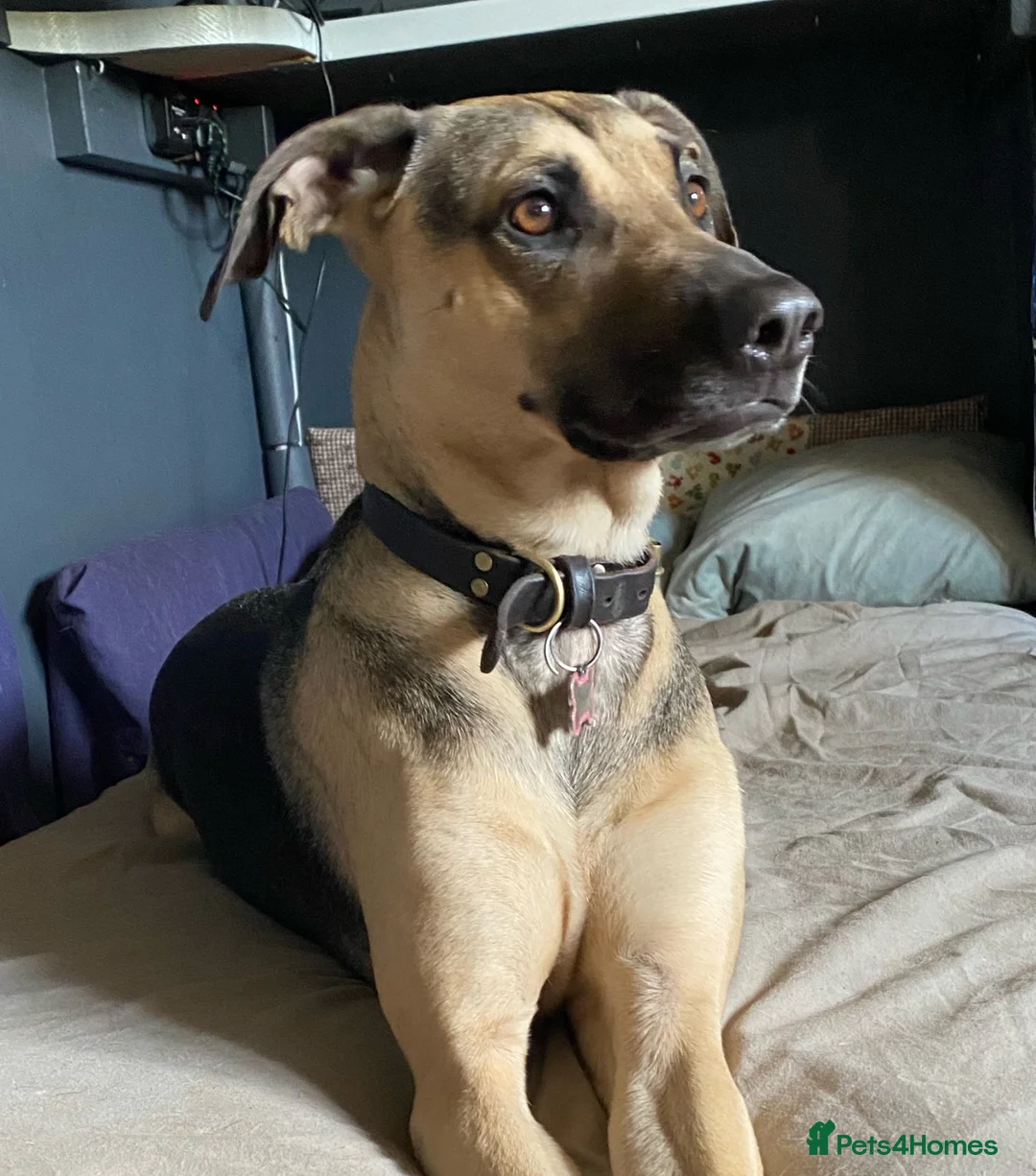 Mixed Breed dogs for sale: Peggy in Watchet - Advert 1