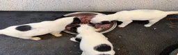 Jack Russell dogs for sale: Working type jack Russell pups  - Advert 1