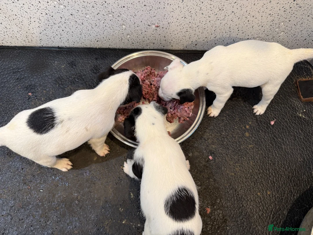 Jack Russell dogs for sale: Working type jack Russell pups  - Advert 1