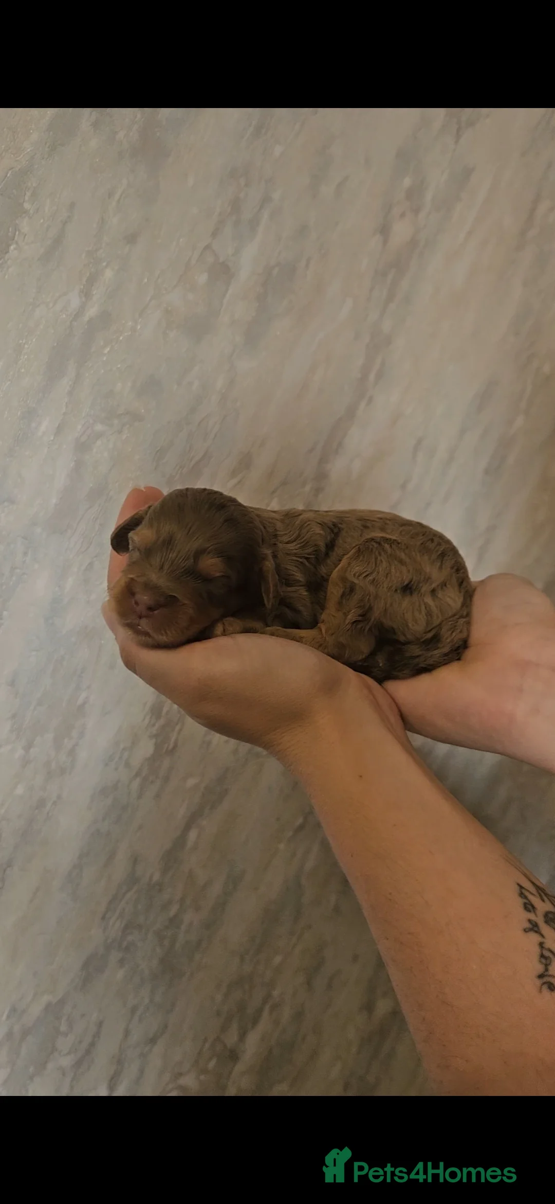 Cockapoo dogs for sale: F1b Cockapoo's chocolate and tan boys - Advert 2