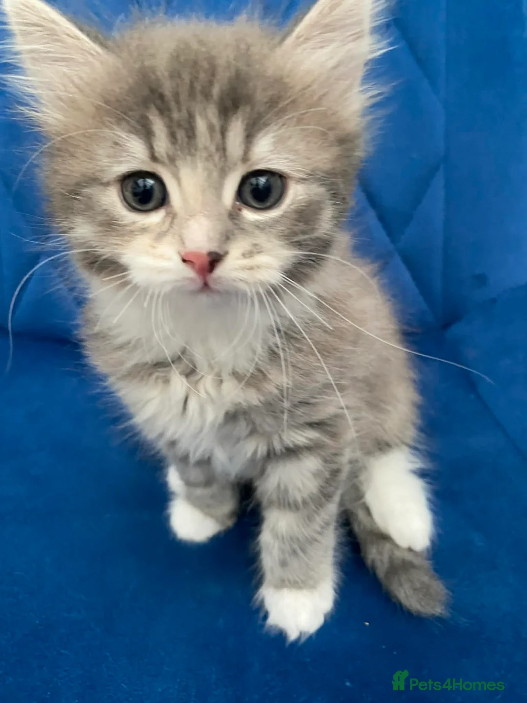 Mixed Breed cats for sale: Ragdoll/Mix breed Beautiful Female Kittens  in Leamington Spa - Advert 2