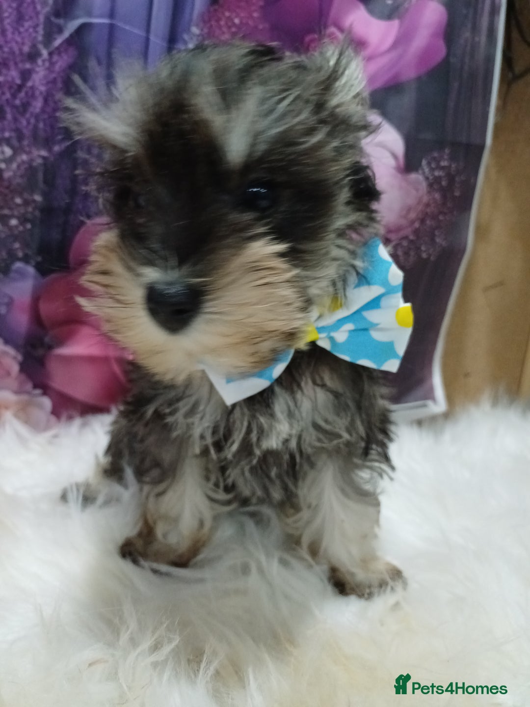 Miniature Schnauzer dogs for sale: Kc true miniature schnauzers  - Image 7