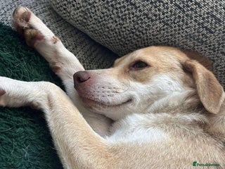 Mixed Breed dogs - Advert 2