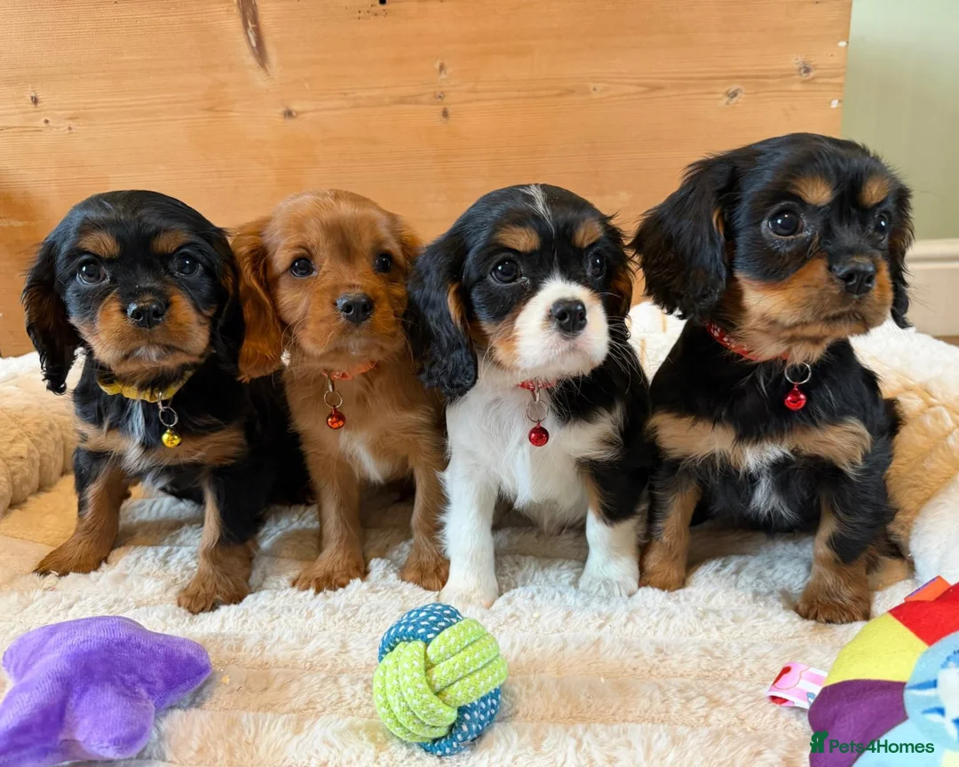 Cavalier King Charles Spaniel dogs for sale: KC Registered and DNA Tested Clear  - Advert 1