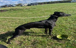 Whippet dogs for sale: Whippet Pups For Sale - Image 13