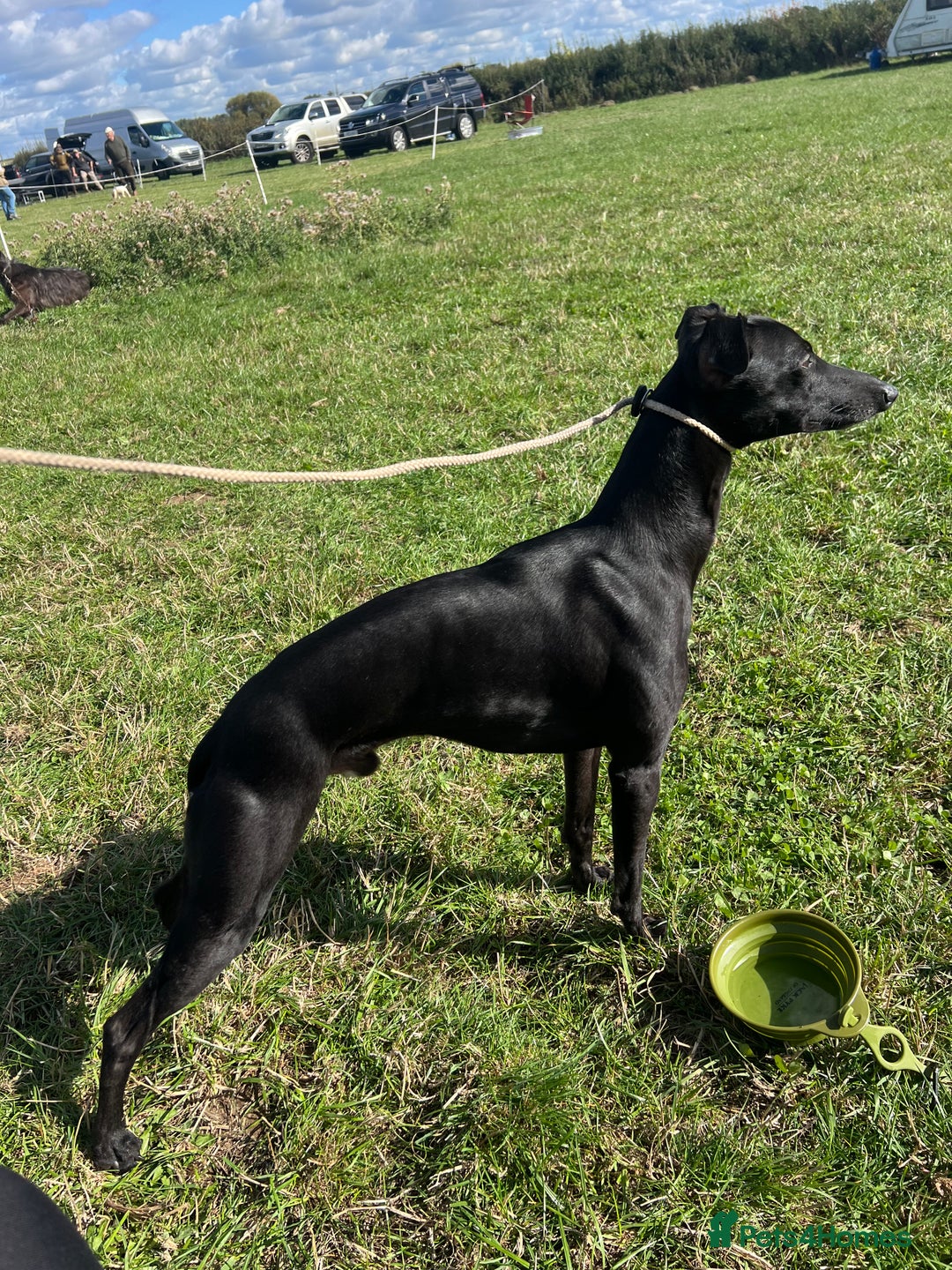 Whippet dogs for sale: Whippet Pups For Sale - Image 13