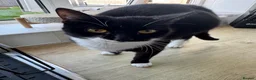 Mixed Breed cats for sale: Pregnant Female Cat, Looking for a Loving Home - Advert 3