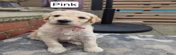 Labradoodle dogs for sale: Standard Multigeneration Labradoodle Backcross - Advert 18