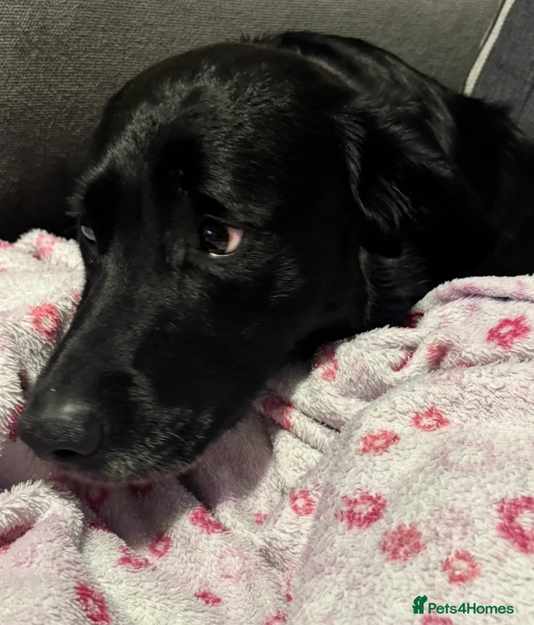 Borador dogs for sale: Labrador Collie Cross (Benji) - Advert 2