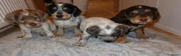 Cocker Spaniel dogs for sale: Cocker spaniel puppies tri - Advert 2