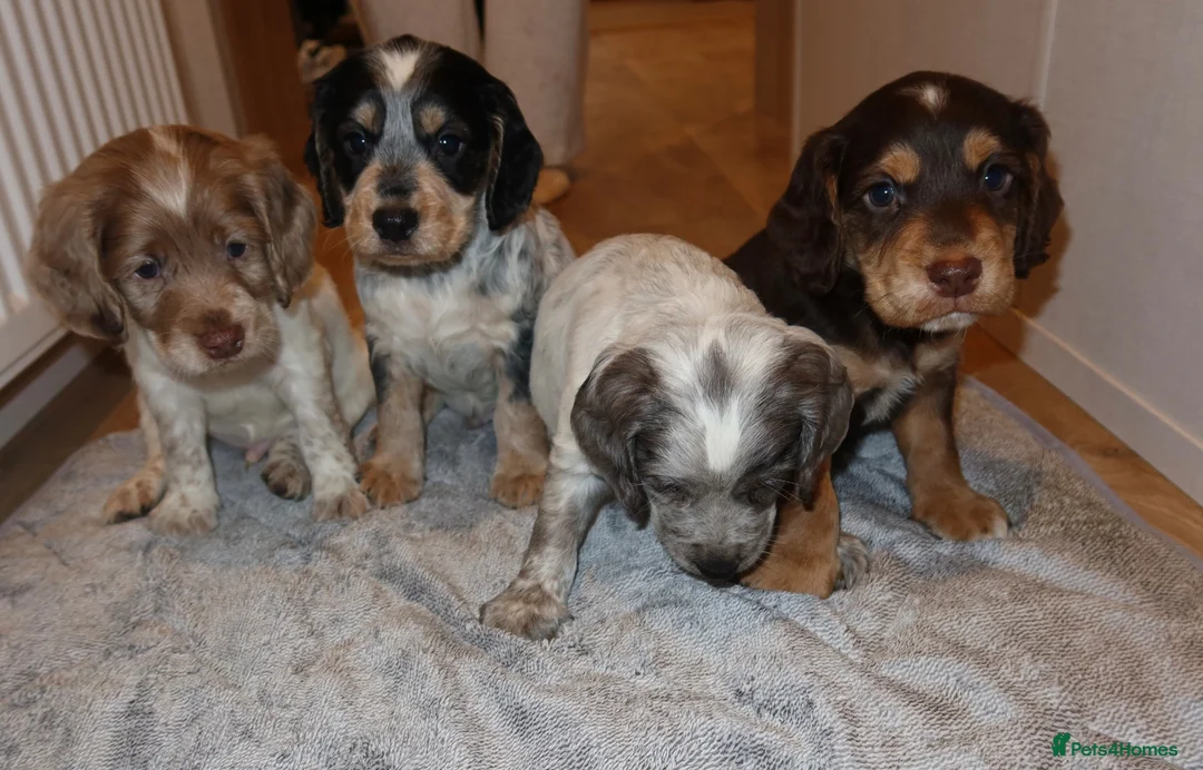 Cocker Spaniel dogs for sale: Cocker spaniel puppies tri - Advert 2