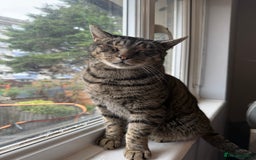 Domestic Shorthair cats for sale: Please adopt Jupiter💕 - Image 4