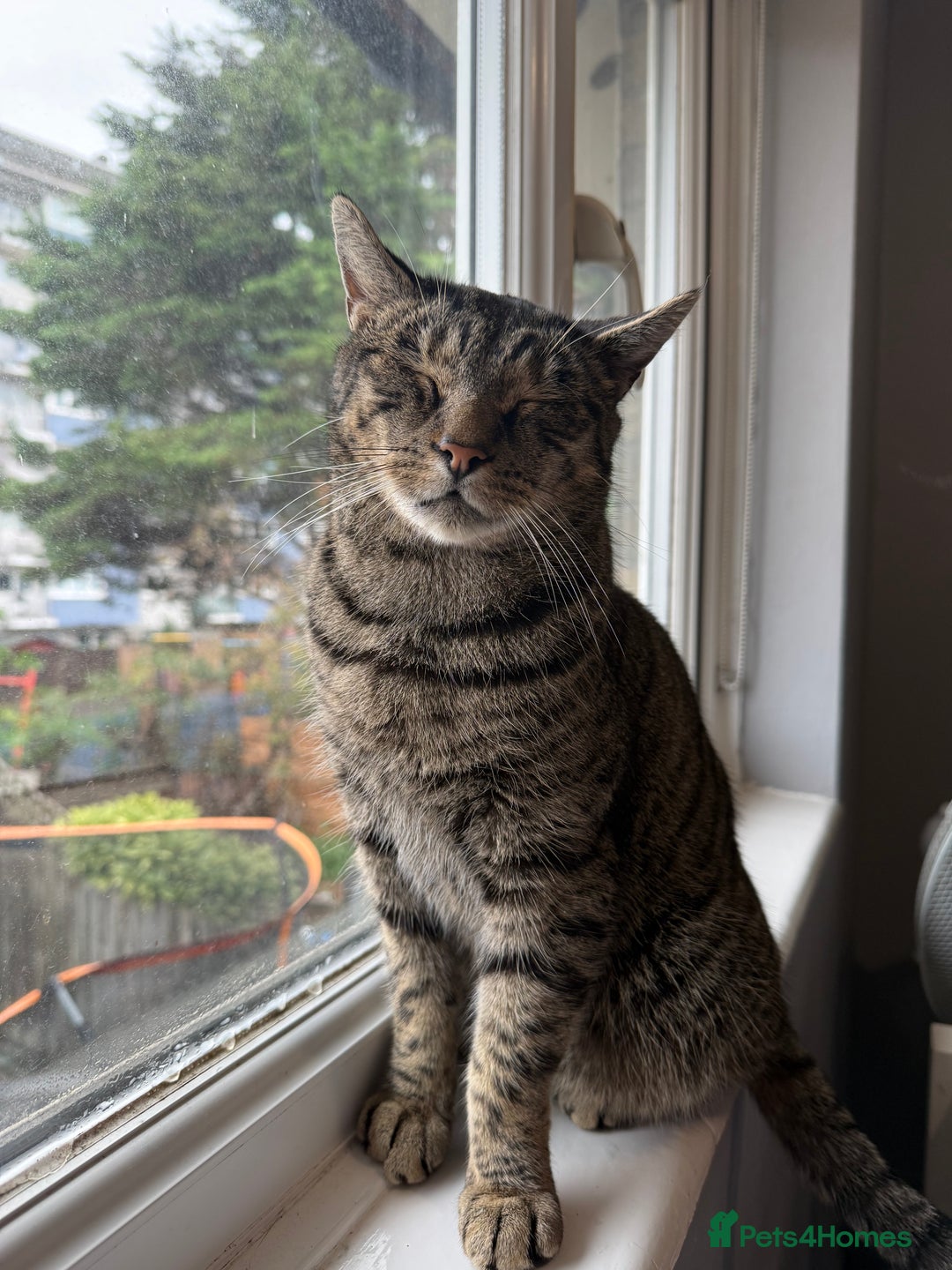 Domestic Shorthair cats for sale: Please adopt Jupiter💕 - Image 4