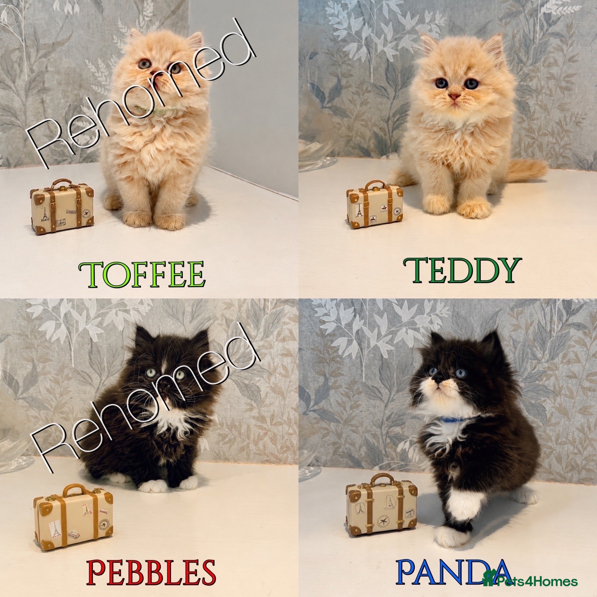 Persian cats 2 LEFT Beautiful LongHair Persian Kittens PKD neg - Advert 1