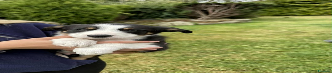 Border Collie Puppy 4
