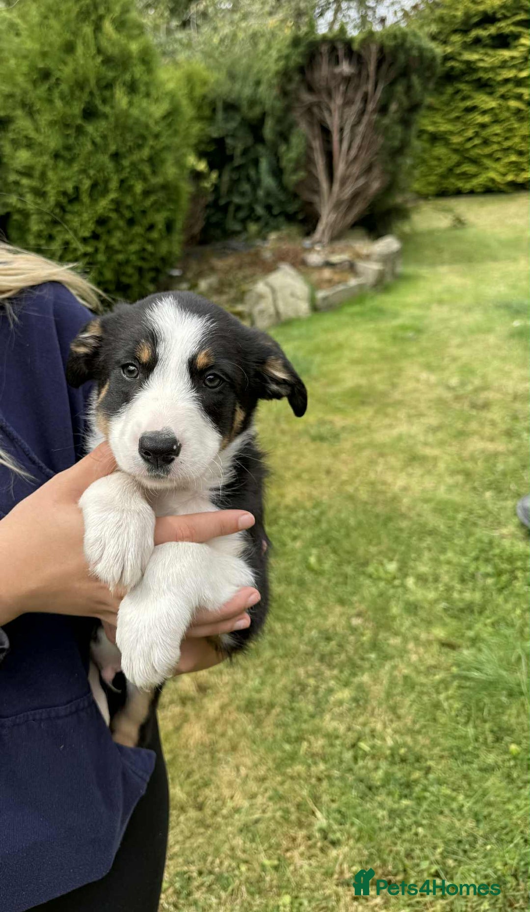 Border Collie dogs for sale: Border Collie pups  - Image 4