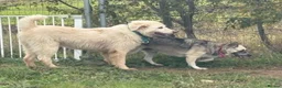 Mixed Breed dogs for adoption: Cindy - Norwich Norfolk  in Norwich - Advert 7