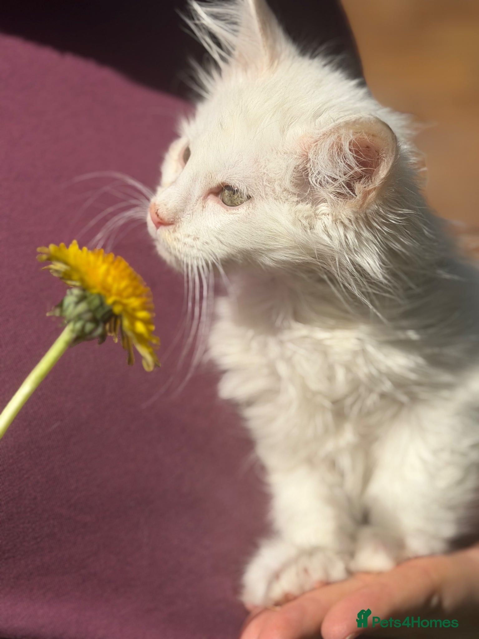 Maine Coon cats Ready to leave pedigree white male kittens - Advert 1