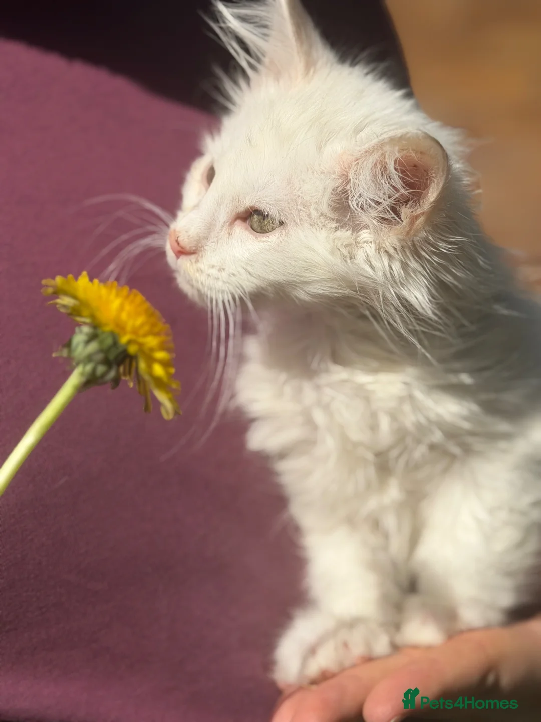 Maine Coon cats for sale: Tica reg white male kitten - Advert 1