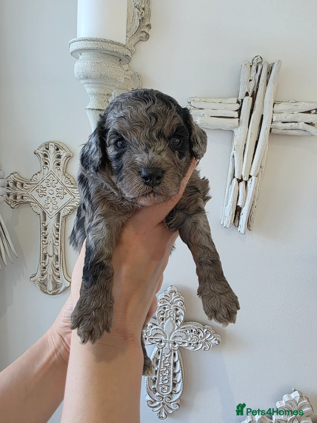 Cavapoo dogs for sale: Beautiful f1b cavapoo boys - Advert 7