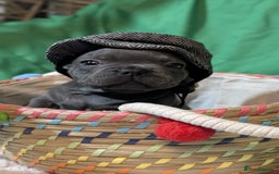 French Bulldog dogs for sale: Stunning French bulldog puppies 🐕 - Image 20