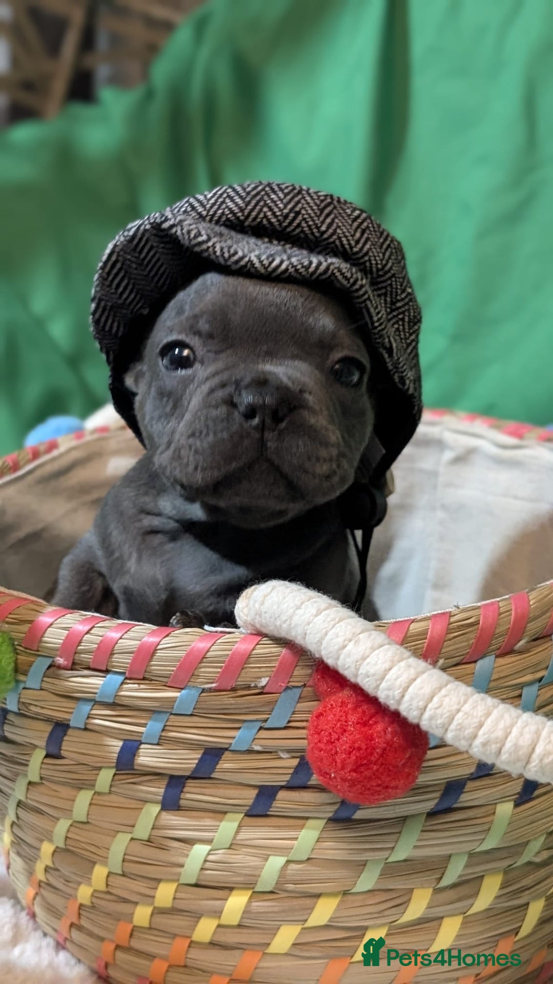 French Bulldog dogs for sale: Stunning French bulldog puppies 🐕 - Image 20