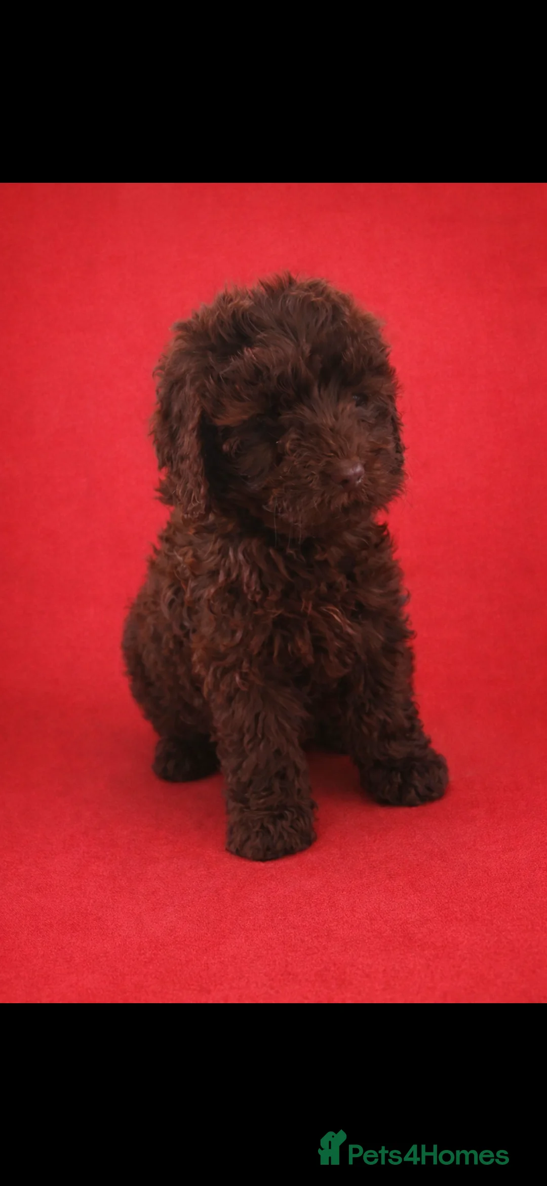 Cockapoo dogs for sale: Stunning  chocolate cockapoo puppies - Advert 3