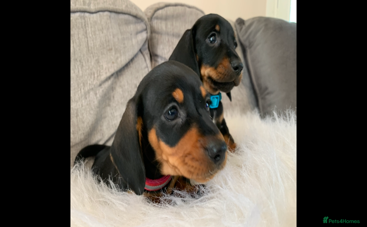 Miniature Dachshund dogs - Advert 7
