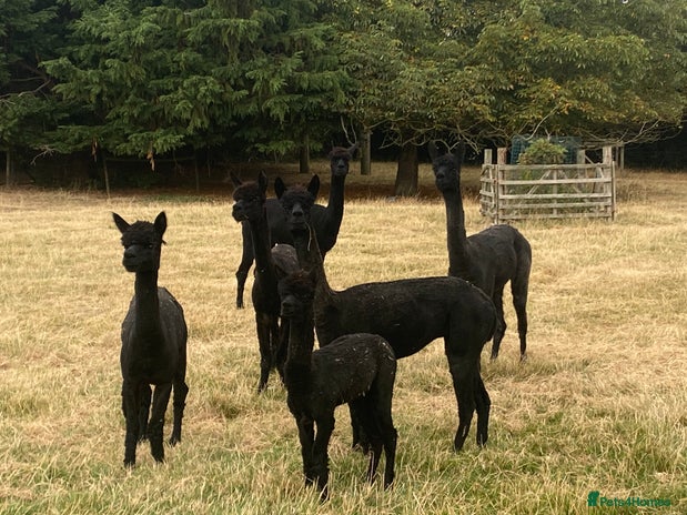 Alpaca livestock - Advert 1