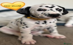 Dalmatian dogs for sale: Stunning mixed litter of Dalmatians  - Image 5