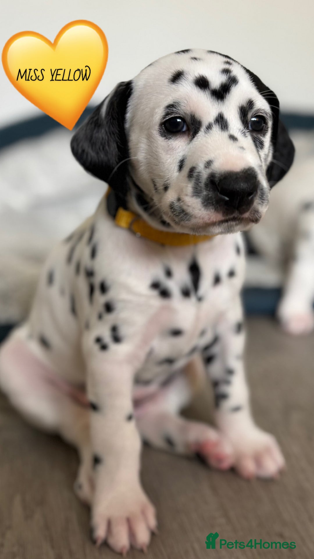 Dalmatian dogs for sale: Stunning mixed litter of Dalmatians  - Image 5