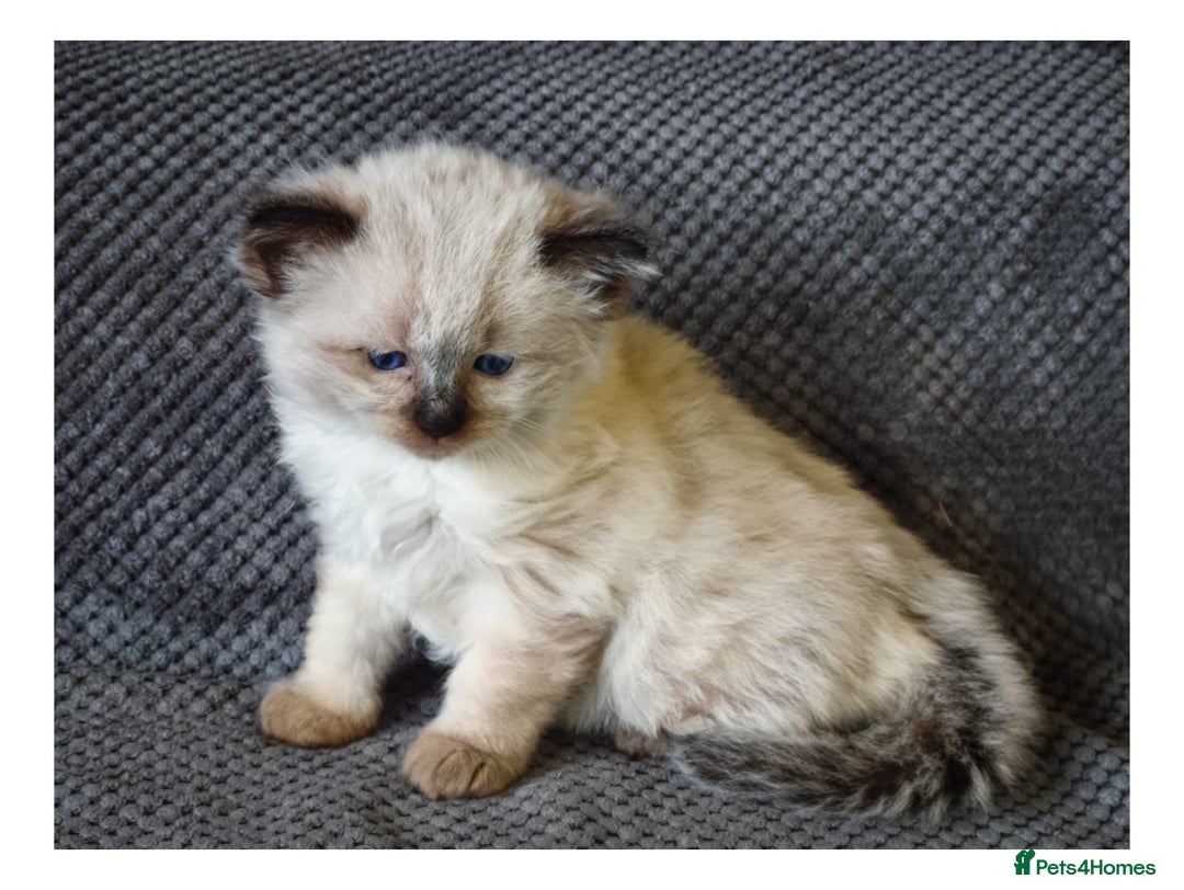 Ragdoll cats for sale: Ragdoll  - Advert 5