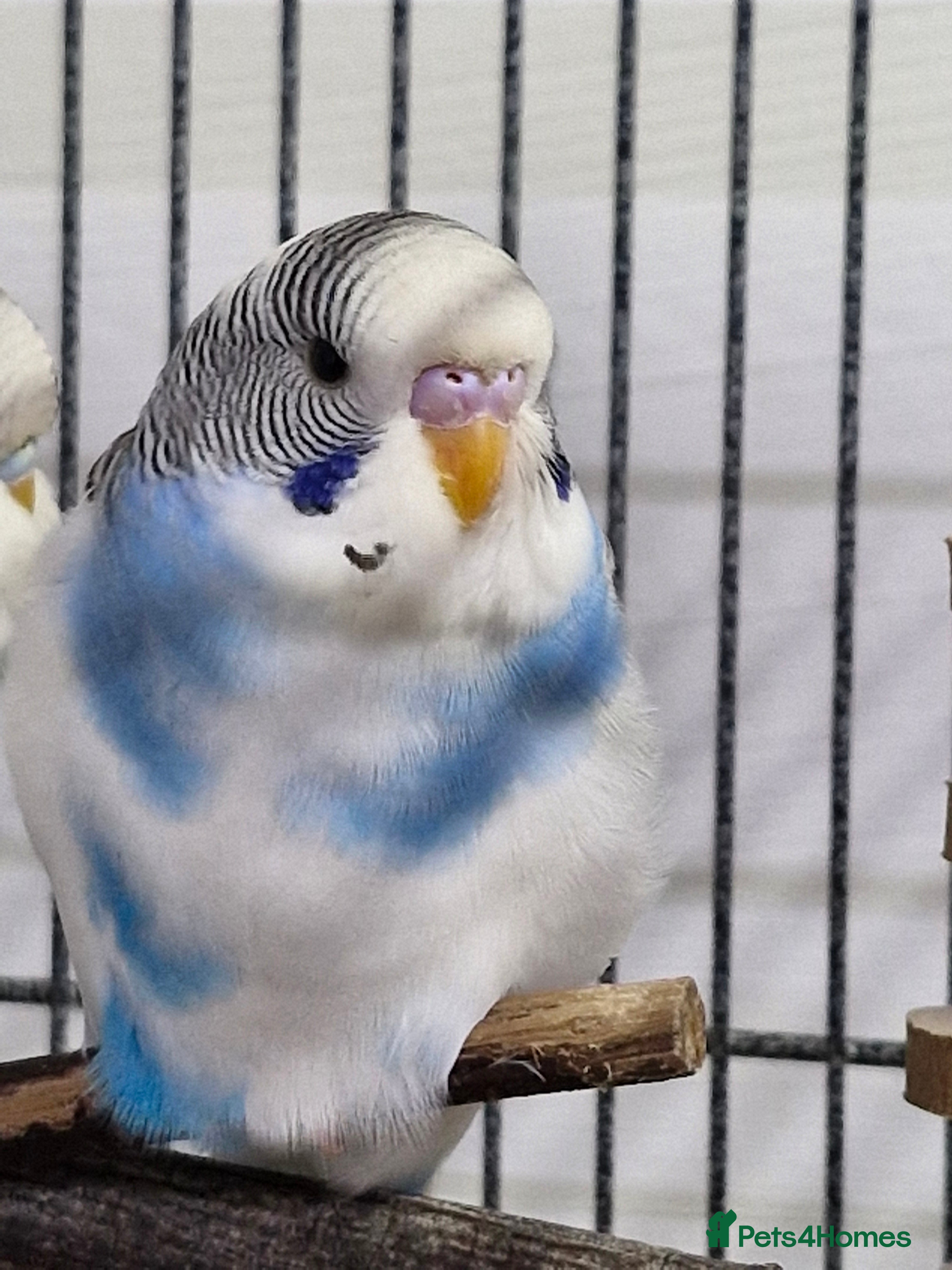 Budgerigars birds Baby Budgies - Advert 4