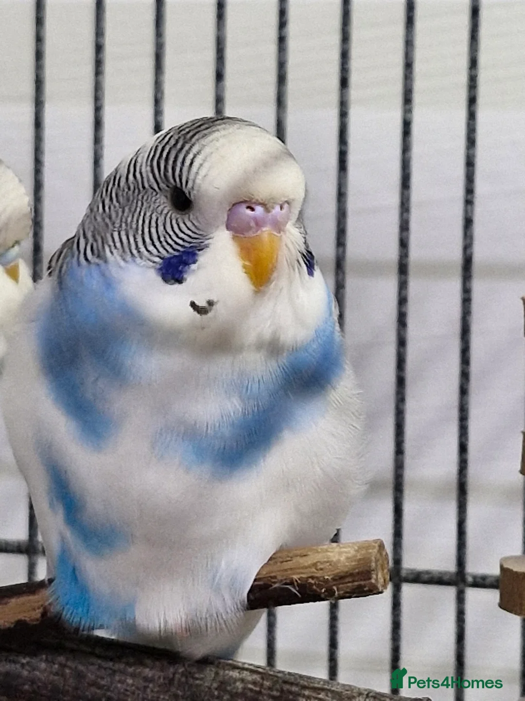 Budgerigars birds for sale: Baby Budgies - Advert 1