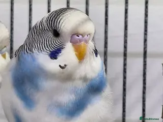 Budgerigars birds Baby Budgies - Advert 4