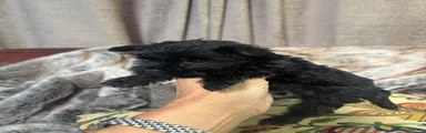 Miniature Schnauzer 4