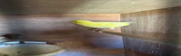 Canaries birds for sale: Male Canary - Advert 2