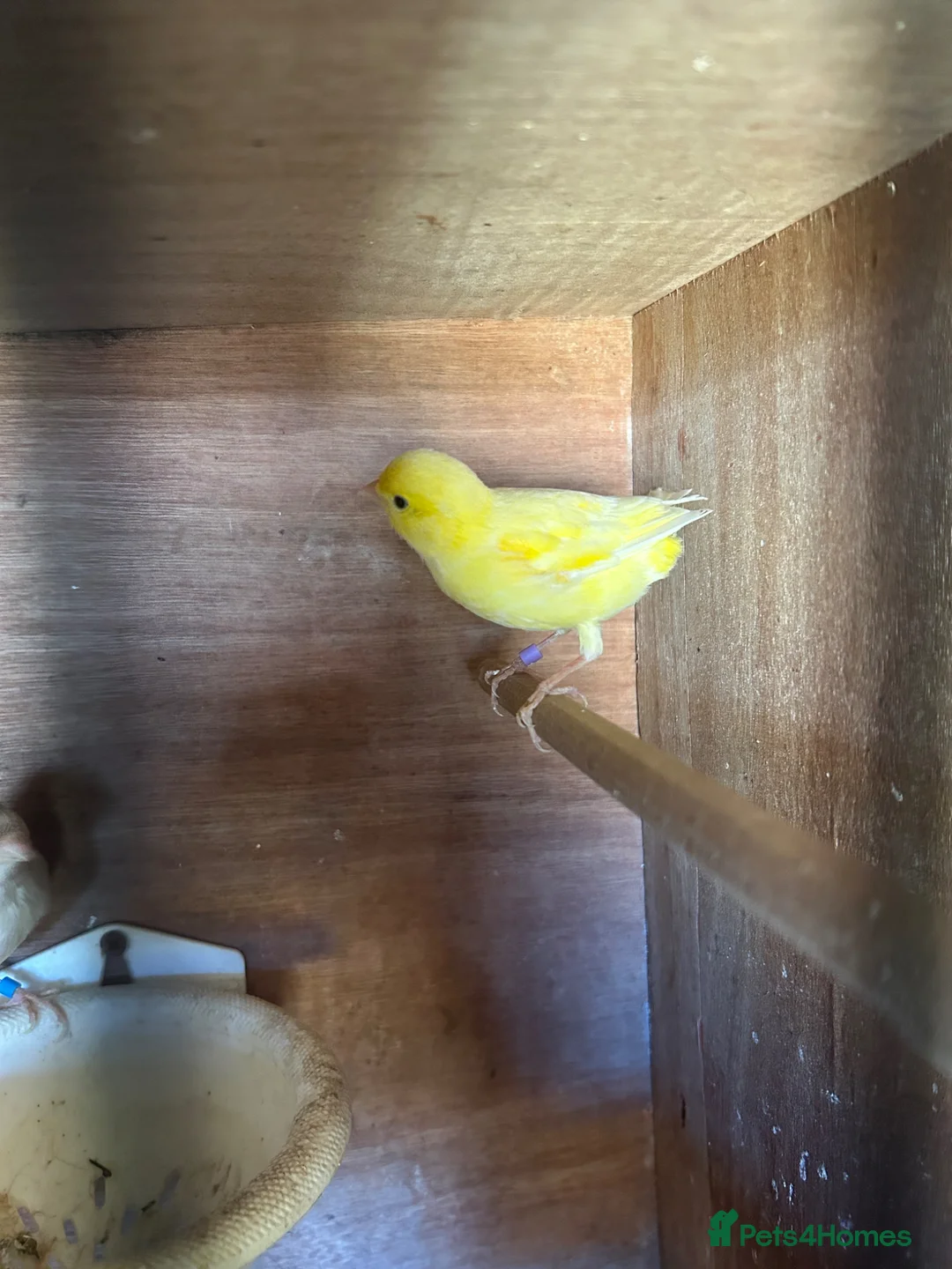 Canaries birds for sale: Male Canary - Advert 2