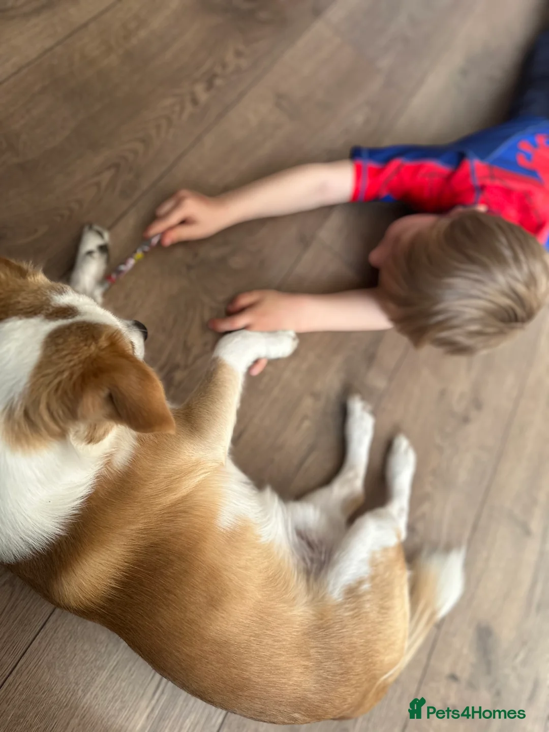 Mixed Breed dogs for sale: Dog for rehoming - Advert 8