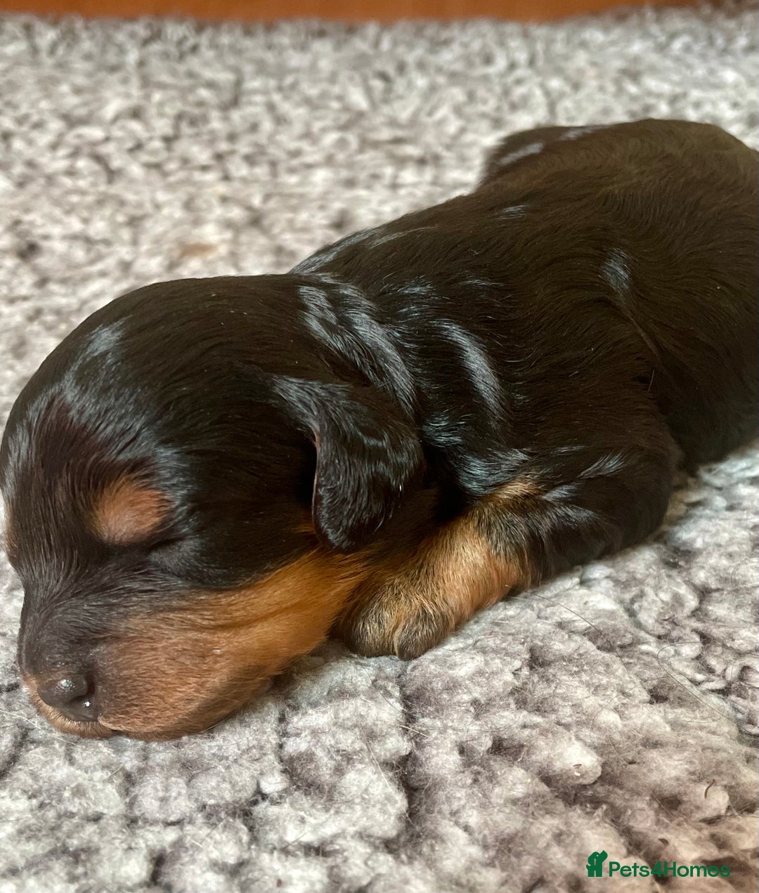 Cavapoo dogs for sale: Cavapoo - Image 12