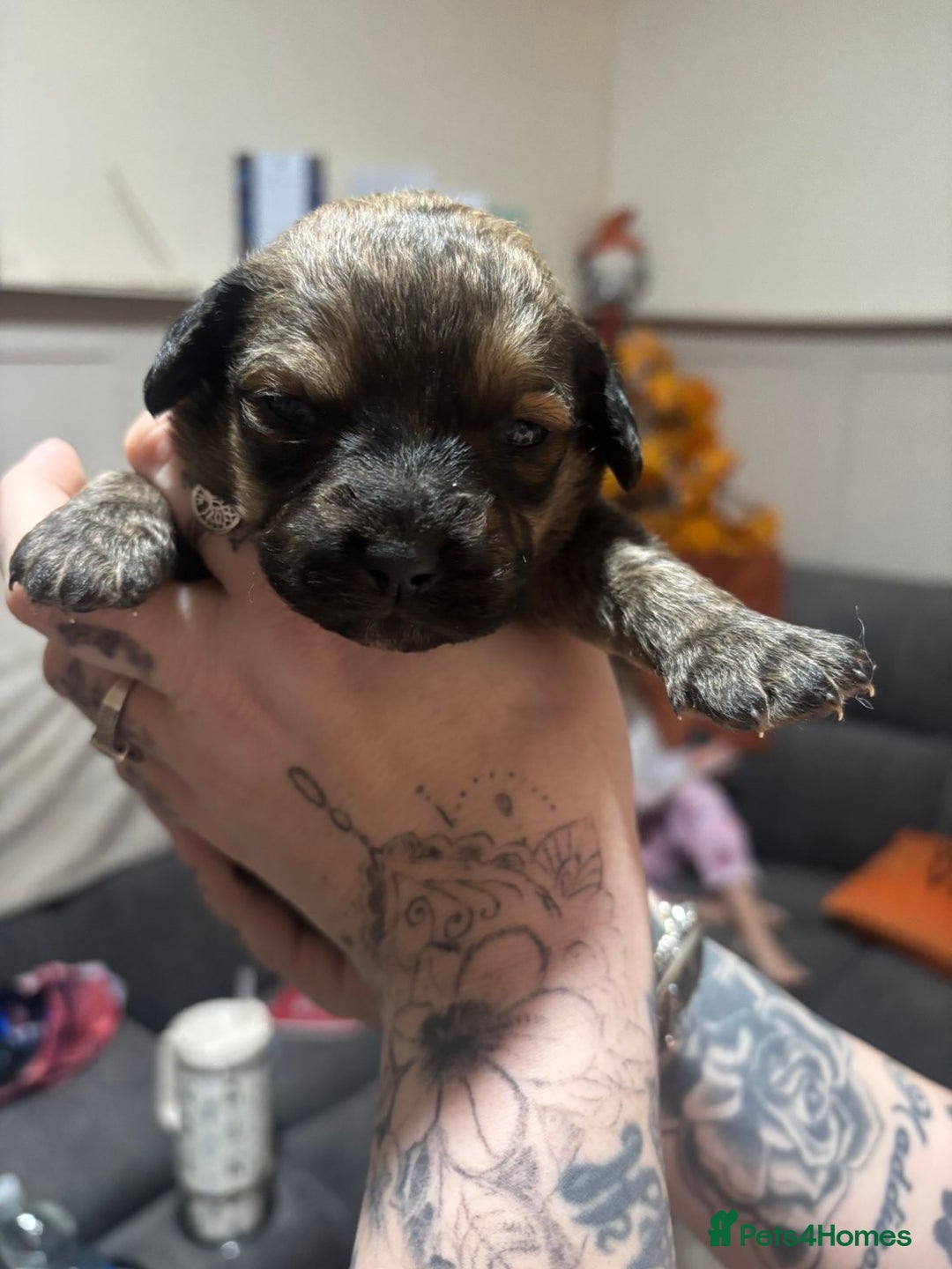 Mixed Breed dogs for sale: Rottweiler cross puppies - Advert 17