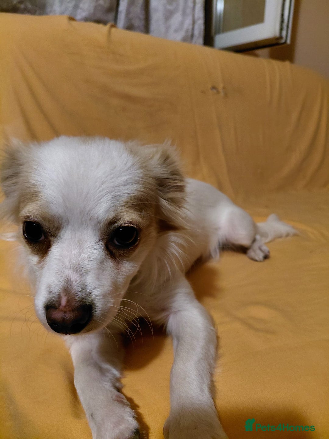 Mixed Breed dogs for adoption: Beautiful and Gentle NIVA - for a Loving Home - Image 8