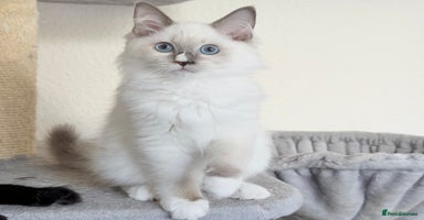 Ragdoll cats - Advert 13