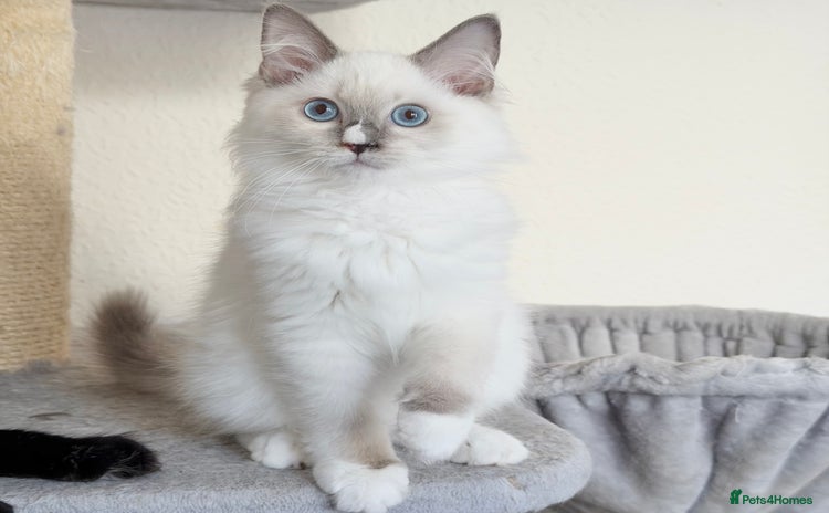 Ragdoll cats - Advert 14