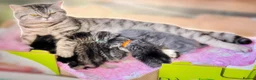 British Shorthair cats for sale: Silver Spotted British Shorthair Kittens - Advert 2