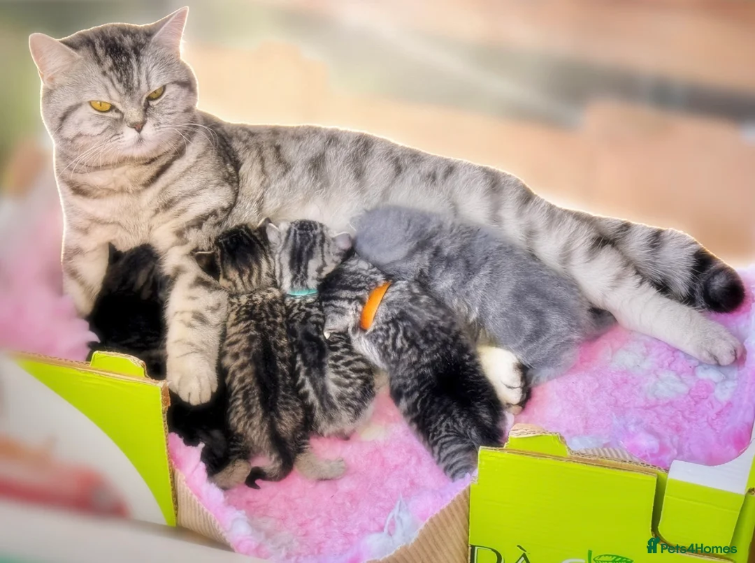 British Shorthair cats for sale: Silver Spotted British Shorthair Kittens - Advert 2